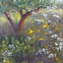 Springtime in the Bush