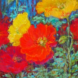 Iceland Poppies 1