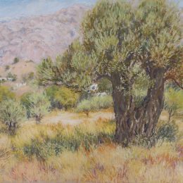 Under the Olive Tree
