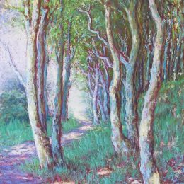 A shady Path
