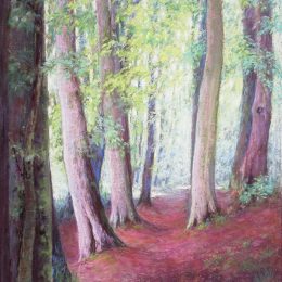 Beech Trees