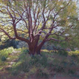 Camphor Laurel