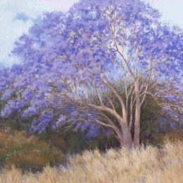 Jacaranda
