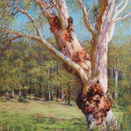 The old Gum Tree