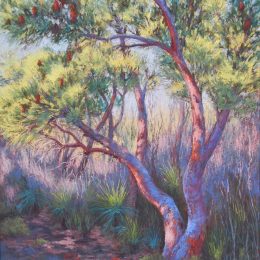Banksia Aglow
