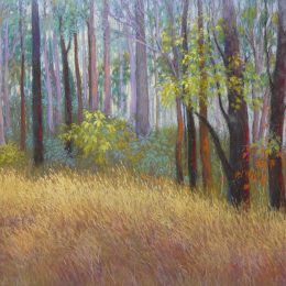 Nerang Forest Scene
