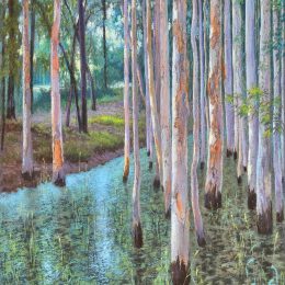 Paperbark Trees 1