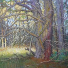Two old Trees